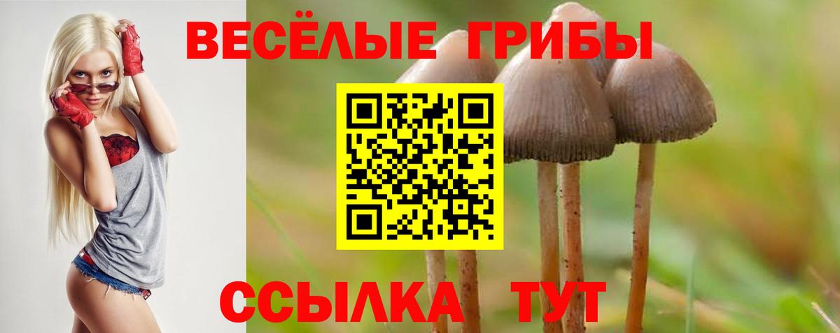 Галлюциногенные грибы Psilocybe Знаменск